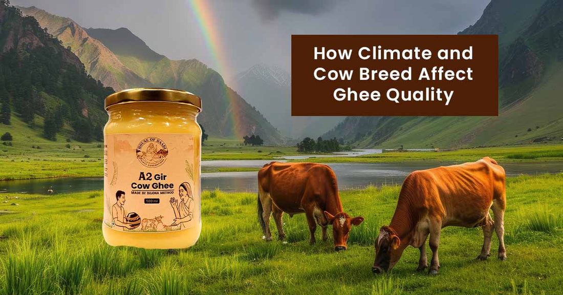 How Climate and Cow Breed Affect Ghee Quality